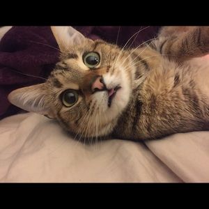 Meet your Posher, Austin